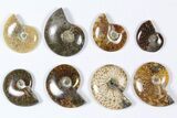 Lot: KG Madagascar Polished Ammonites (-) - Pieces #79350-3